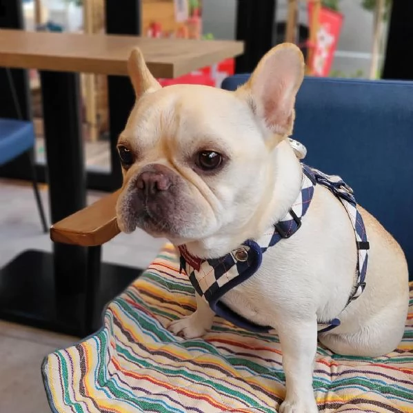  cuccioli bulldog francese