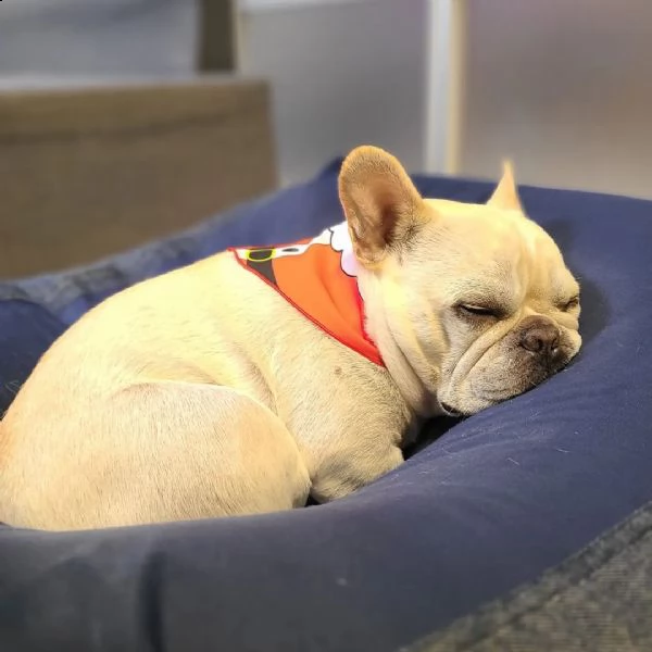  cuccioli bulldog francese | Foto 0