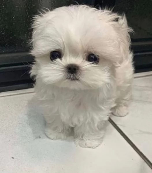 regalo  maltese mini toy | Foto 0