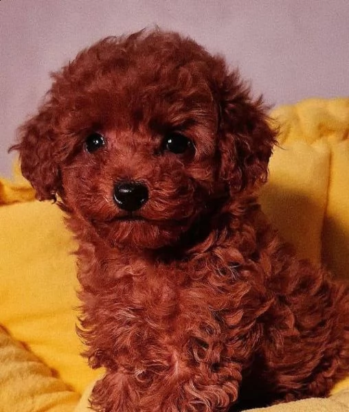 2regalo barboncino# | Foto 0