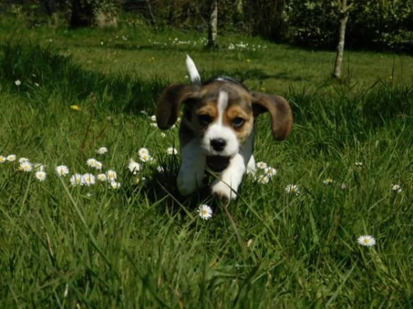 cucciola di beagle | Foto 1