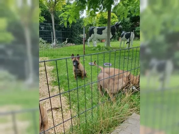 CUCCIOLI DI PASTORE BELGA MALINOIS | Foto 3