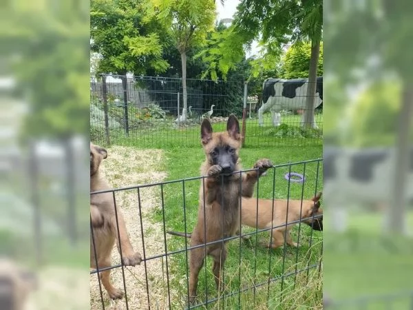 CUCCIOLI DI PASTORE BELGA MALINOIS | Foto 1