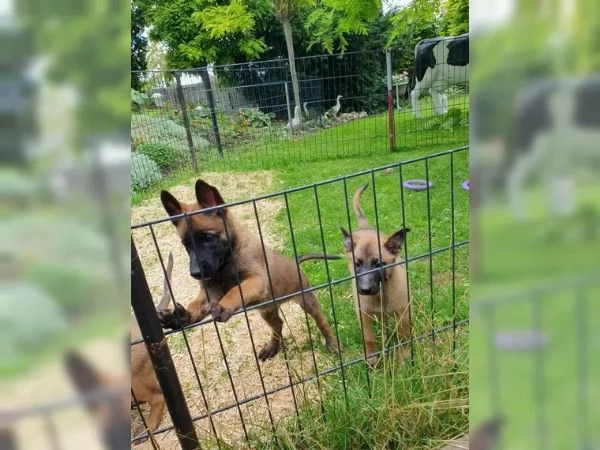 CUCCIOLI DI PASTORE BELGA MALINOIS | Foto 1