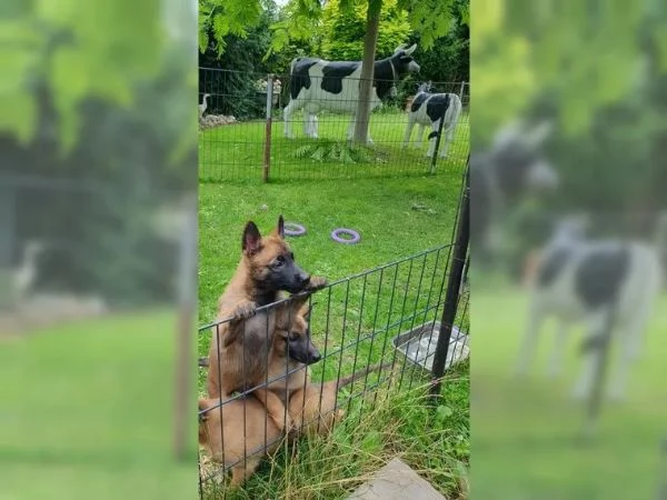 CUCCIOLI DI PASTORE BELGA MALINOIS | Foto 1