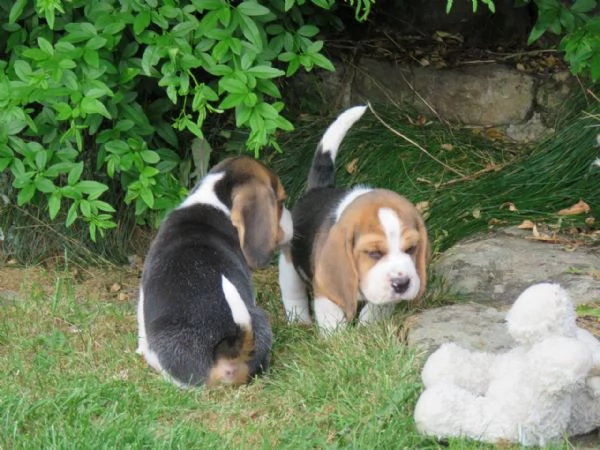 Dolcissimi cuccioli di Beagle | Foto 1