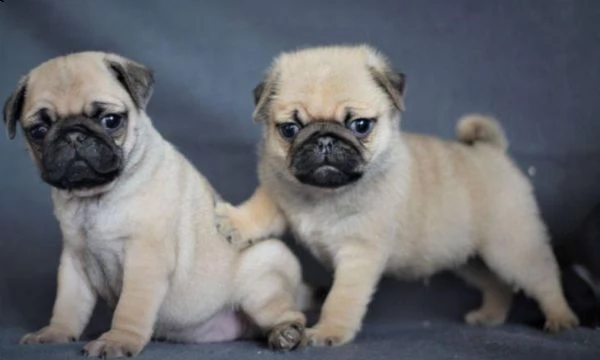 regalo cuccioli di carlino whatsapp (0039 353 317 4023 )