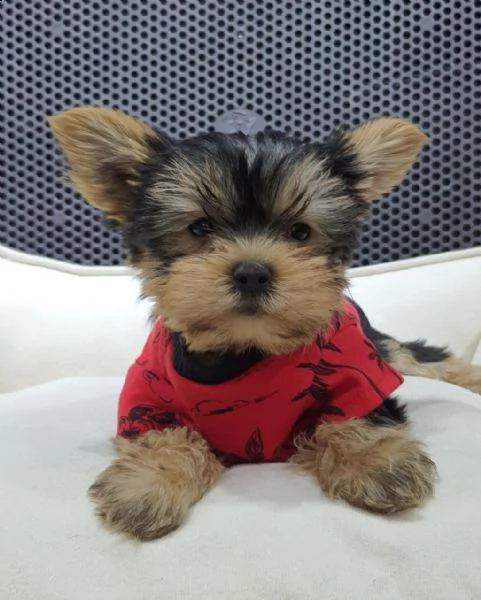 regalo  yorkie cuccioli whatsapp ( 0039 353 317 4023 ) | Foto 2
