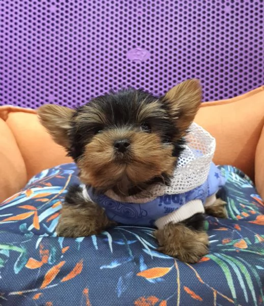 regalo  yorkie cuccioli whatsapp ( 0039 353 317 4023 ) | Foto 1