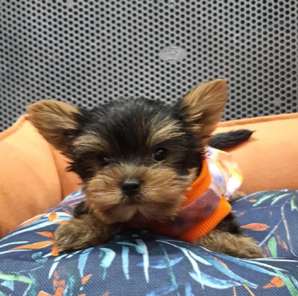 regalo  yorkie cuccioli whatsapp ( 0039 353 317 4023 ) | Foto 0