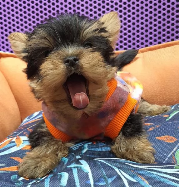 regalo  yorkie cuccioli whatsapp ( 0039 353 317 4023 )