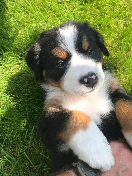 meravigliosi cuccioli di bovaro del bernese | Foto 5