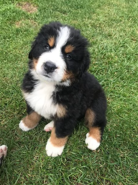 meravigliosi cuccioli di bovaro del bernese | Foto 4