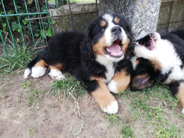 meravigliosi cuccioli di bovaro del bernese | Foto 3