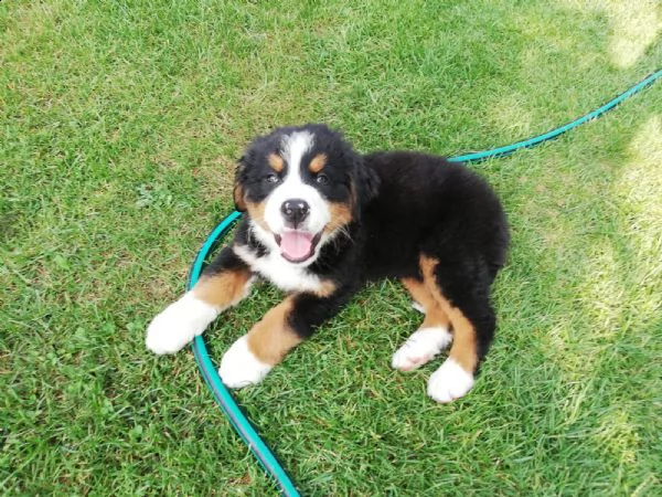meravigliosi cuccioli di bovaro del bernese | Foto 1