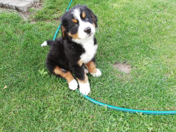 meravigliosi cuccioli di bovaro del bernese | Foto 0