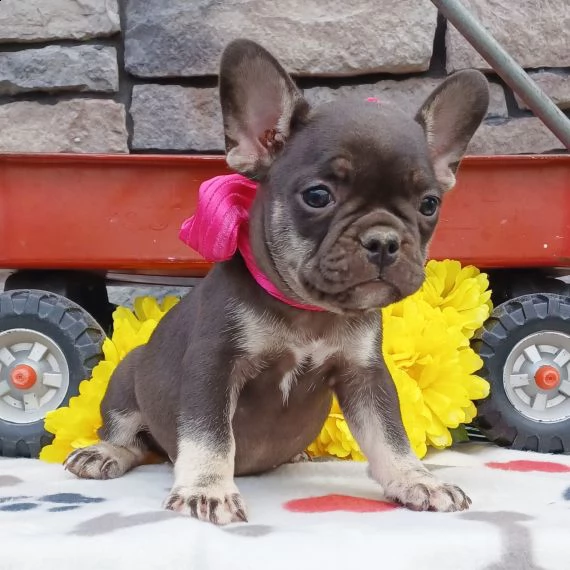 regalo cuccioli di bulldog francese  | Foto 0
