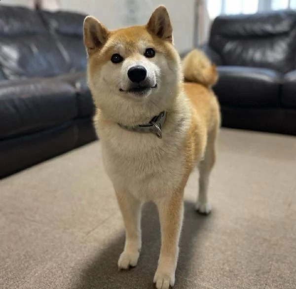 regalo cuccioli shiba inu