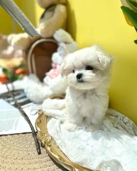 regalo  maltese mini toy//
