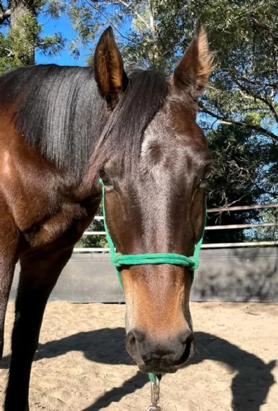 cavallo hannover per il reinserimento