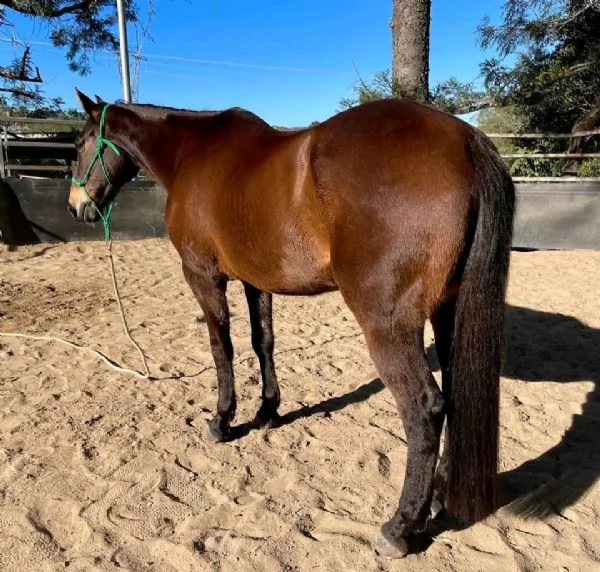 cavallo hannover per il reinserimento | Foto 0