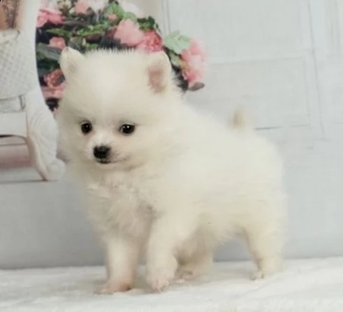 regalo maltese cuccioli meravigliosi ! 