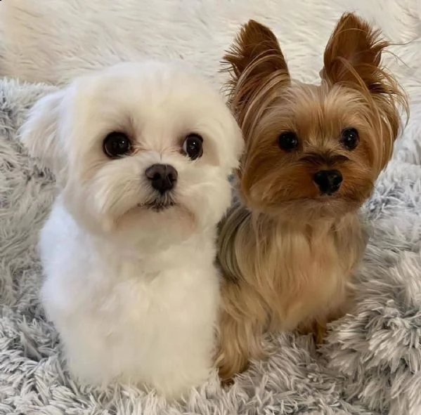 regalo maltese cuccioli meravigliosi ! 