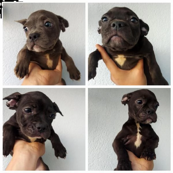 regalo   bulldog francese    whatsapp (0039 353 317 4023 ) | Foto 0