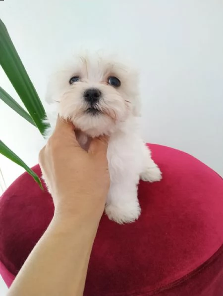 regala cuccioli maltesi whatsapp (0039 353 317 4023) | Foto 0