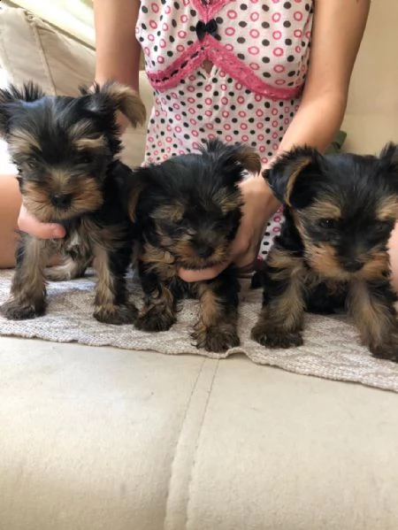 yorkie in adozione whatsapp ( 0039 353 317 4023 )