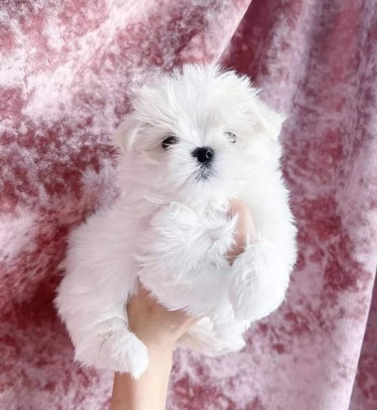 maltese toy | Foto 0