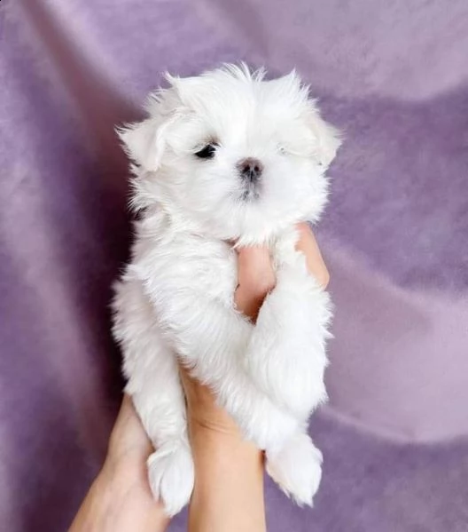 maltese toy