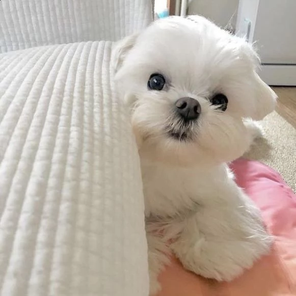 regalò maltese mini disponibile maschio e femmina….. | Foto 0