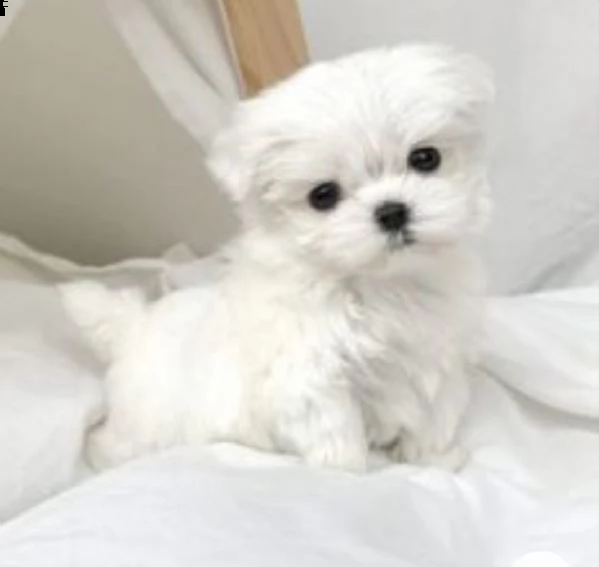 regalò maltese mini disponibile maschio e femmina…..