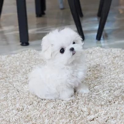 regalò maltese mini disponibile &&&&&