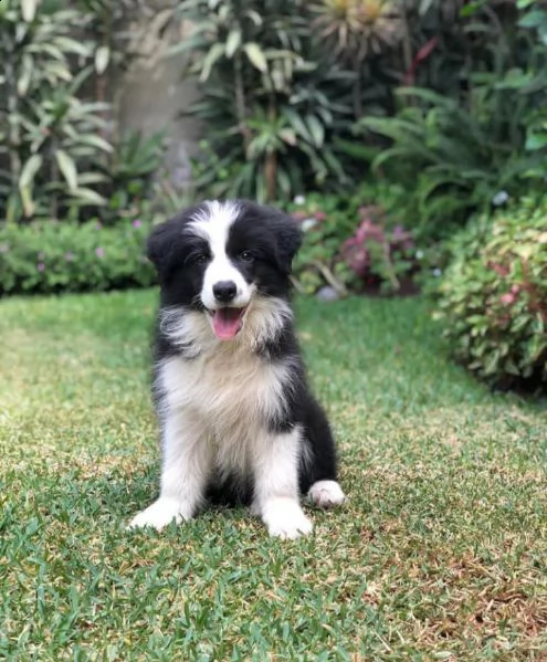regalò border collie disponibile:::::::: | Foto 0