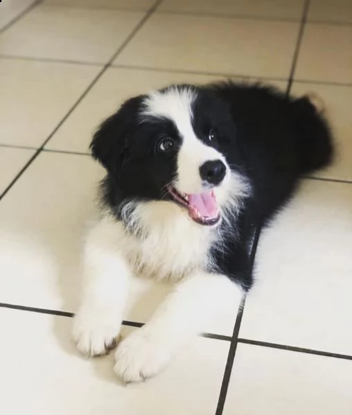 regalò border collie disponibile::::::::