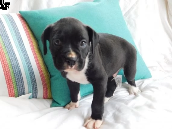 regalò boxer  maschio e femmina….. | Foto 0