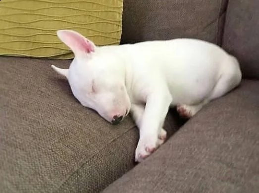    abbiamo cuccioli bull terrier gratuito disponibile maschile e femminile | Foto 0