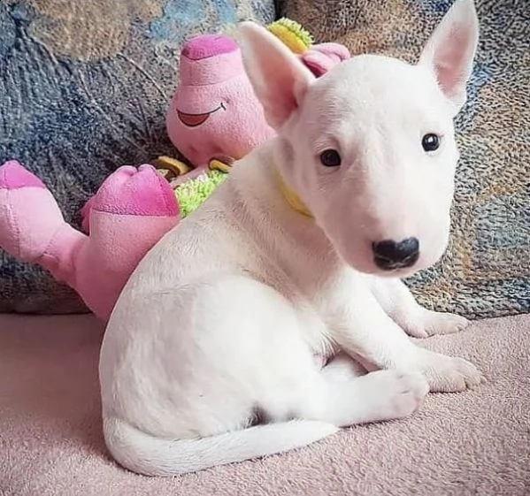    abbiamo cuccioli bull terrier gratuito disponibile maschile e femminile