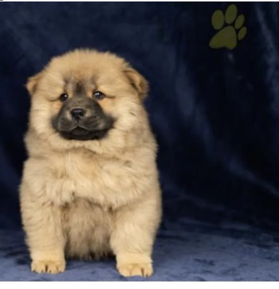 regalò chow chow disponibile maschio e femmina &&& | Foto 0