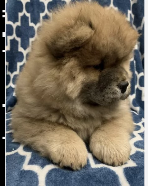 regalò chow chow disponibile maschio e femmina &&&