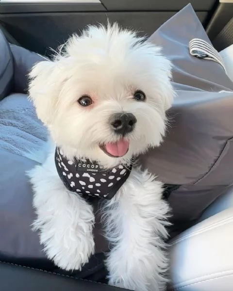 adorabili cuccioli di maltese in adozione | Foto 0