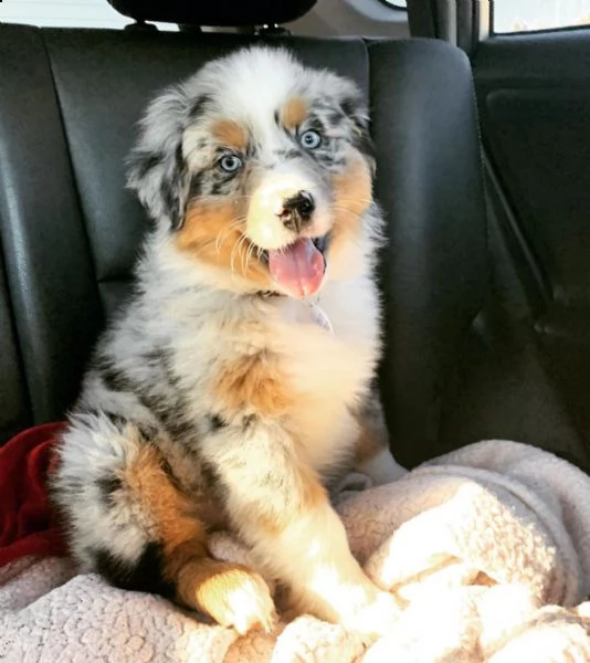 bellissimi cuccioli di pastore australiano in adozione