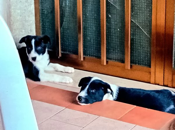 Regalo - Cuccioli Meticci