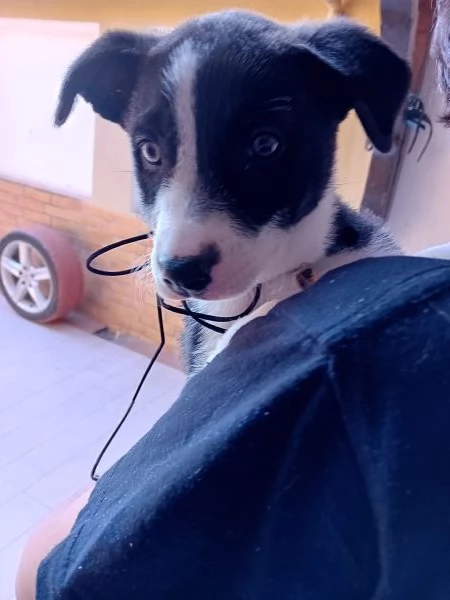 Regalo - Cuccioli Meticci | Foto 1