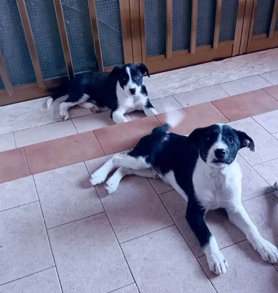 Regalo - Cuccioli Meticci | Foto 0