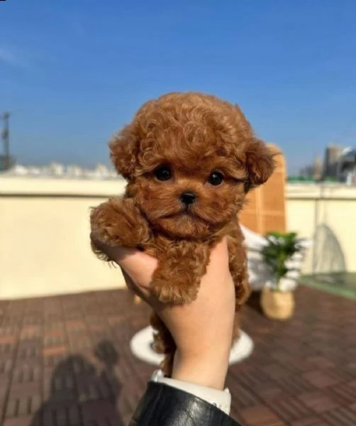 regalo barboncino cuccioli