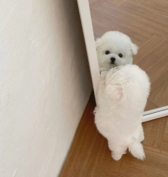 ——regalò maltese disponibile——— | Foto 0
