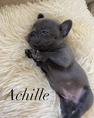 bulldog francese in adozione whatsapp (0039 353 317 4023 ) | Foto 1